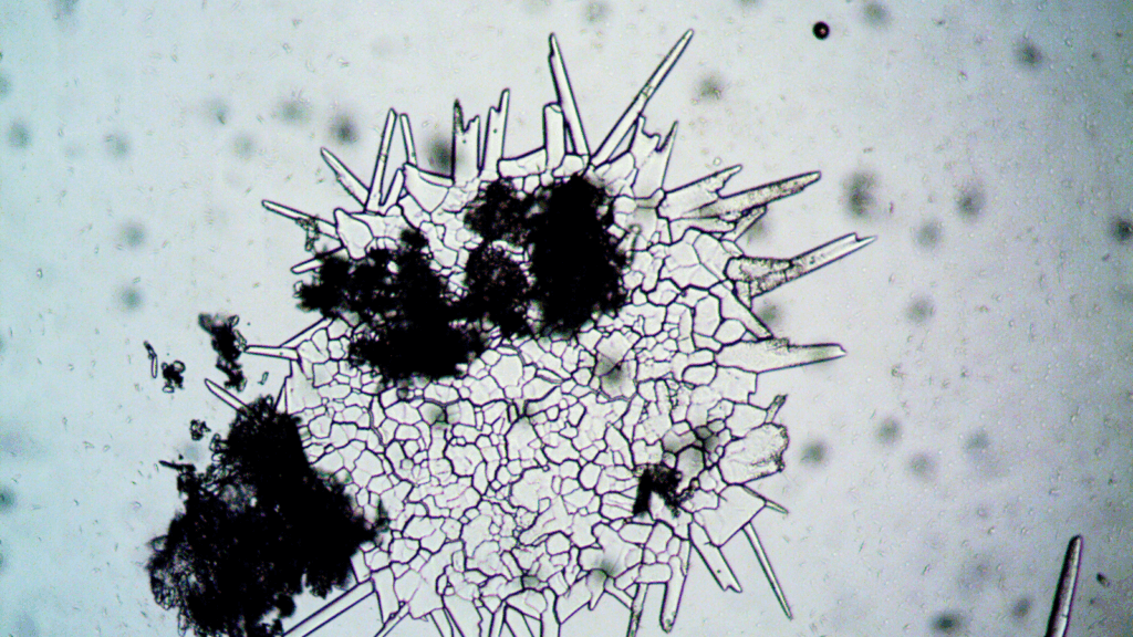 Common Signs of Mold Growth in Singapore Homes