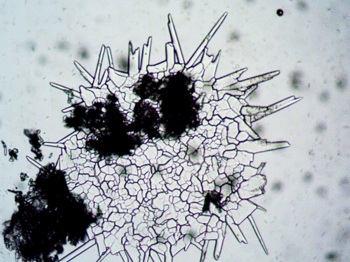 Common Signs of Mold Growth in Singapore Homes