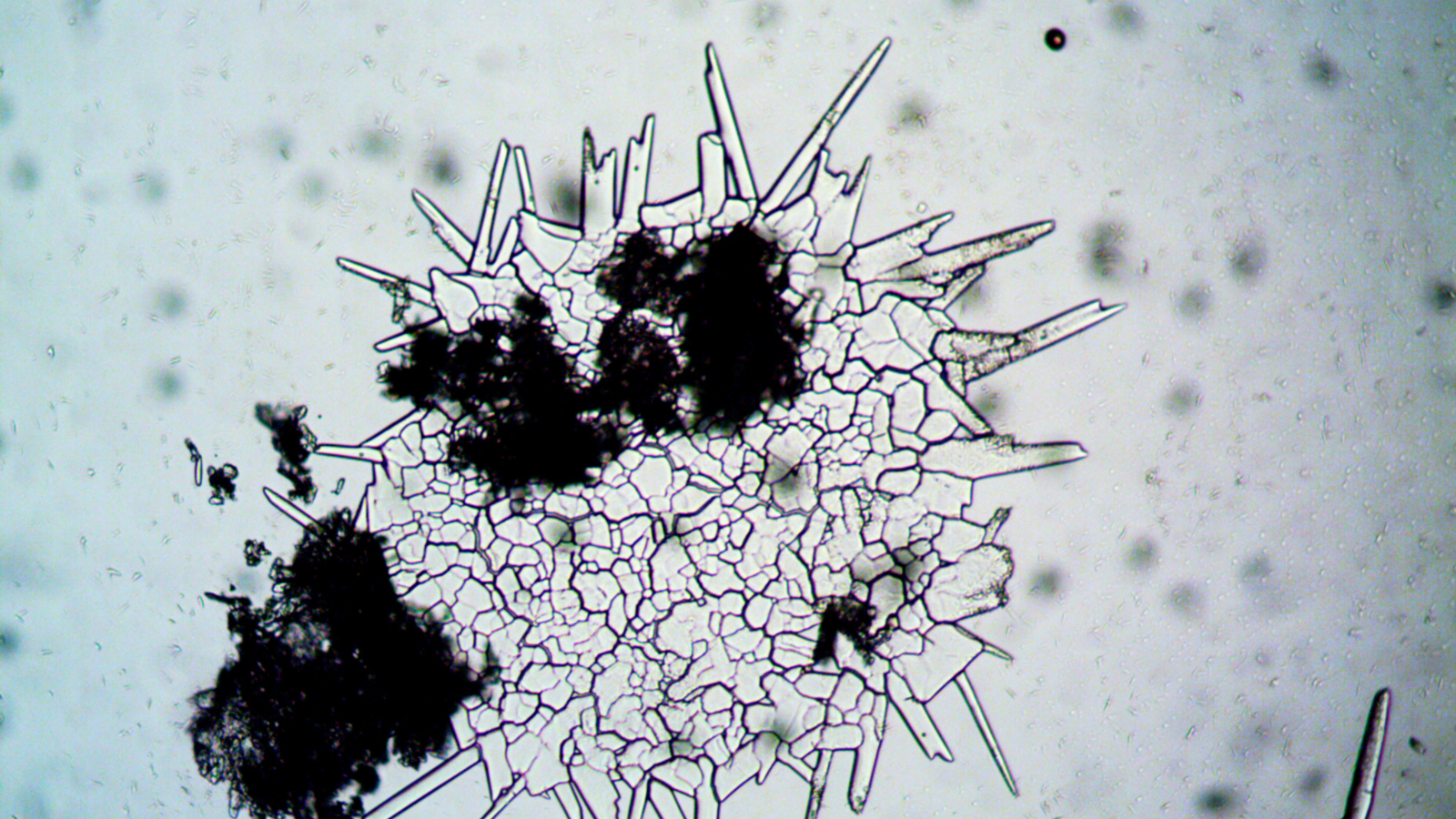 Common Signs of Mold Growth in Singapore Homes