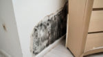 Hidden mold growth revealed behind a wall panel in a Singapore