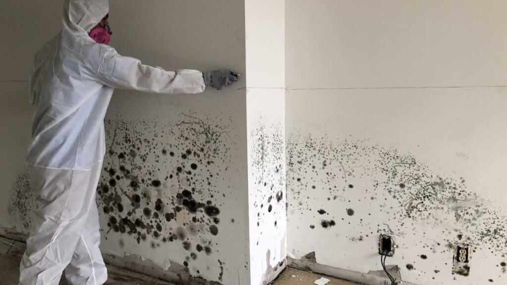 mold free mold remediation services singapore