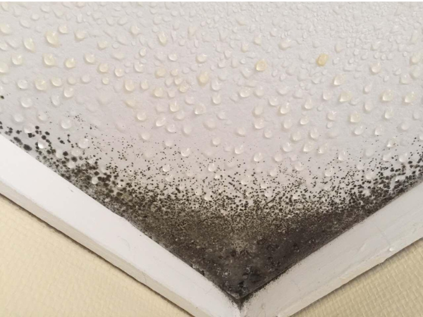 Why Ceiling Mold Is So Common in Singapore Homes
