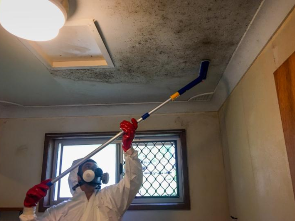 How Long Does Mold Removal Take