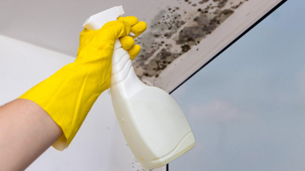 ceiling mold