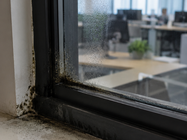 Why Mold Around Windows Are a Predictable Spot for Mold