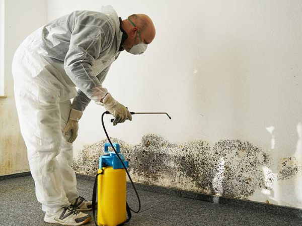professional mold removal services