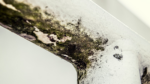 mold removal vs remediation