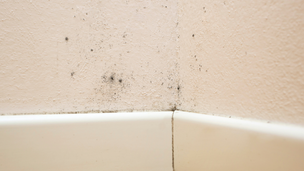 What Does Black Mold Look Like