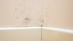What Does Black Mold Look Like