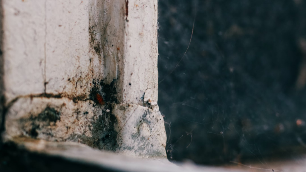 mold-around-windows