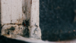 mold-around-windows