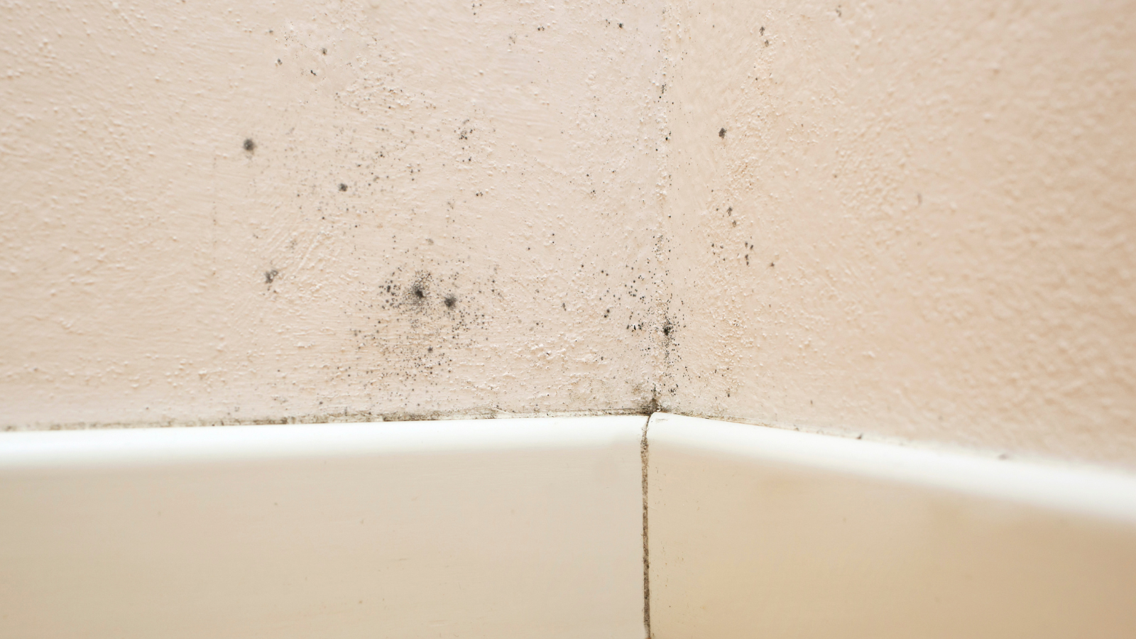 What Does Black Mold Look Like