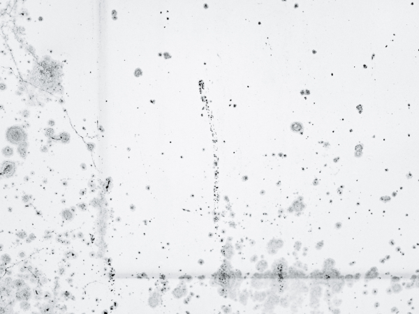 Where Black Mold Usually Appears in Singapore Homes