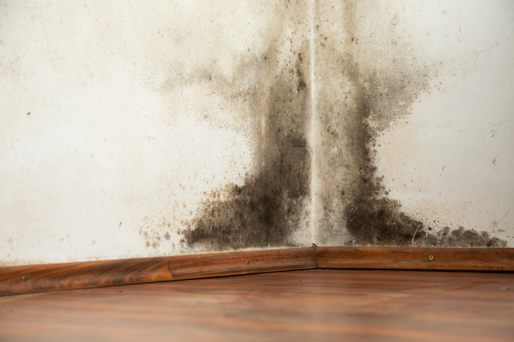 mold warning signs in Singapore