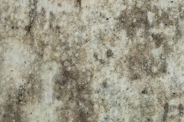 Person pointing to black mold spots on white ceiling requiring professional mold removal